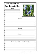 Pflanzensteckbrief-Perlhyazinthe.pdf